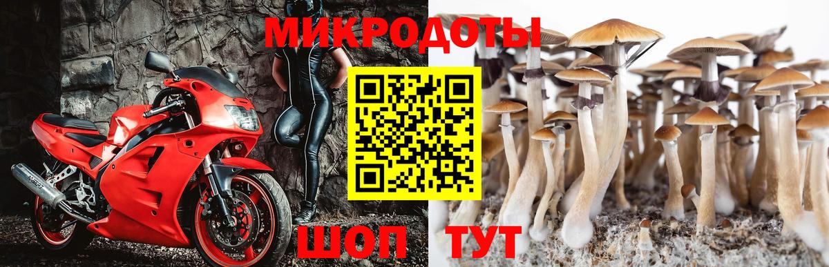 Галлюциногенные грибы Cubensis Северск